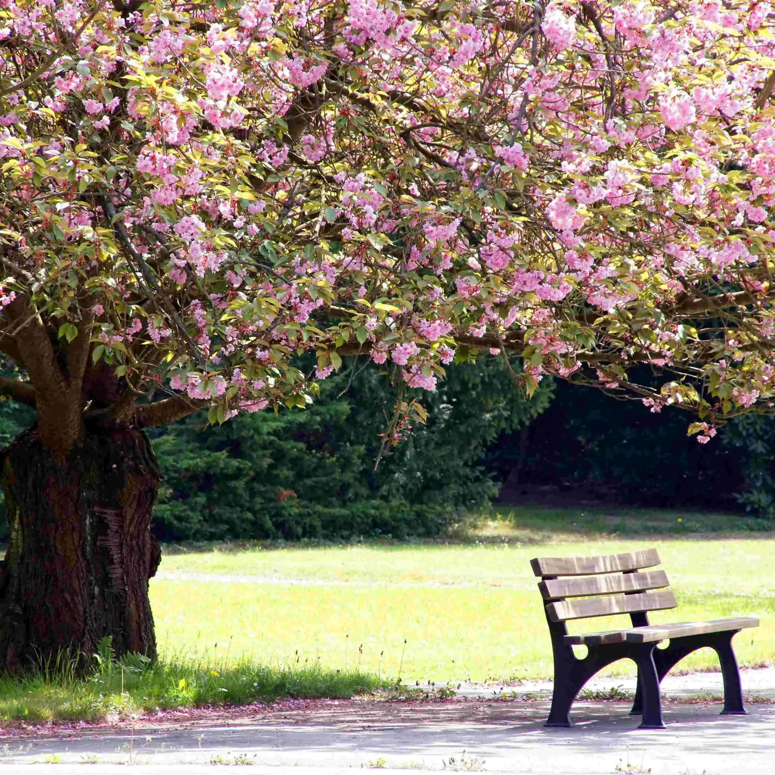 Banc de parc vide à l'ombre d'un cerisier en fleurs sous un soleil lumineux.